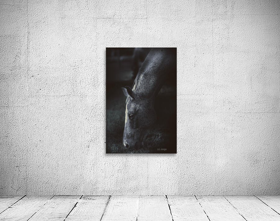 The midnight stallion Wall Preview