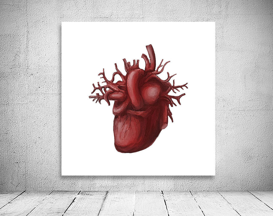 Human heart medical diagram isolated on white Wall Preview