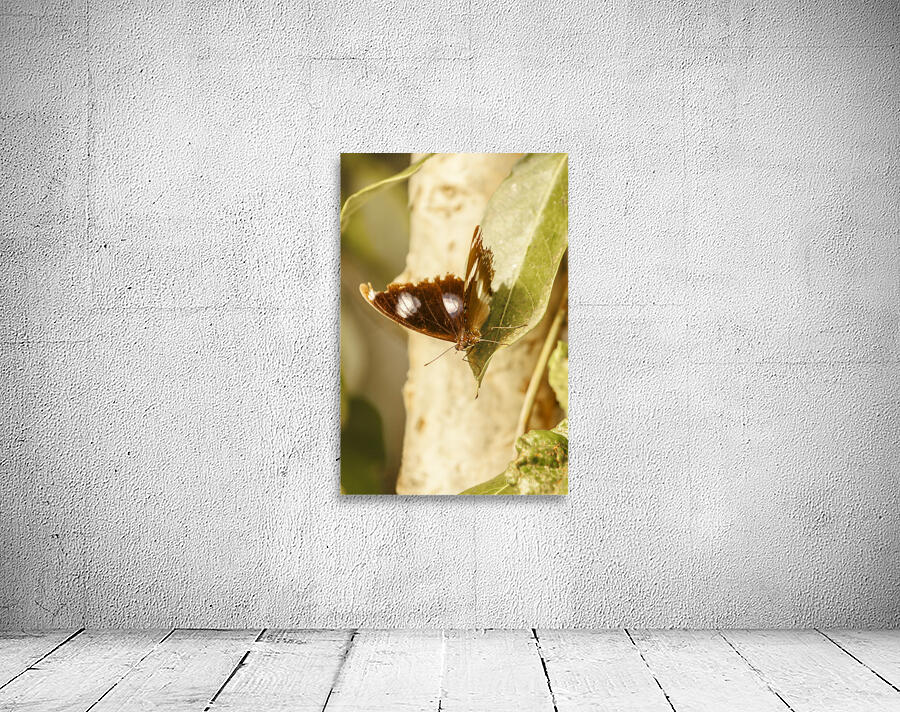 Wooded wildlife Wall Preview