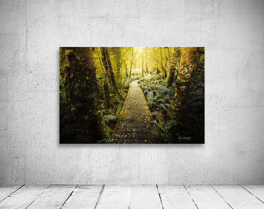 Tarkine Tasmania Trails Wall Preview