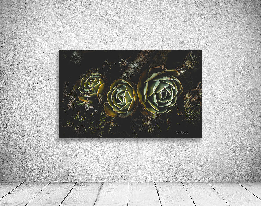 In dark bloom Wall Preview