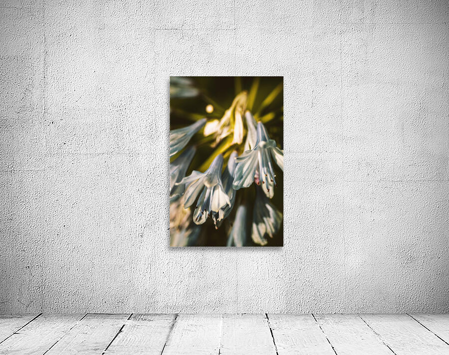 Vintage Agapanthus flower Wall Preview