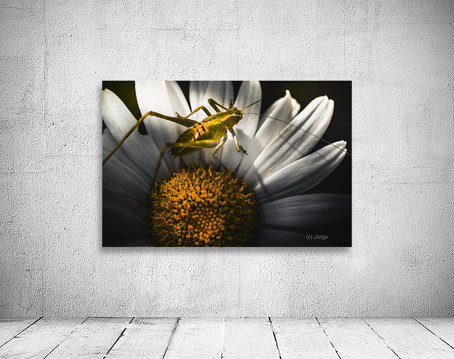 Australian grasshopper on flowers. Spring concept Wall Preview