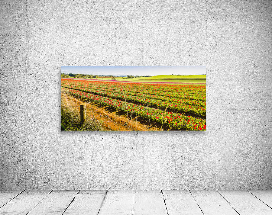 Tulip Tas Mania Wall Preview