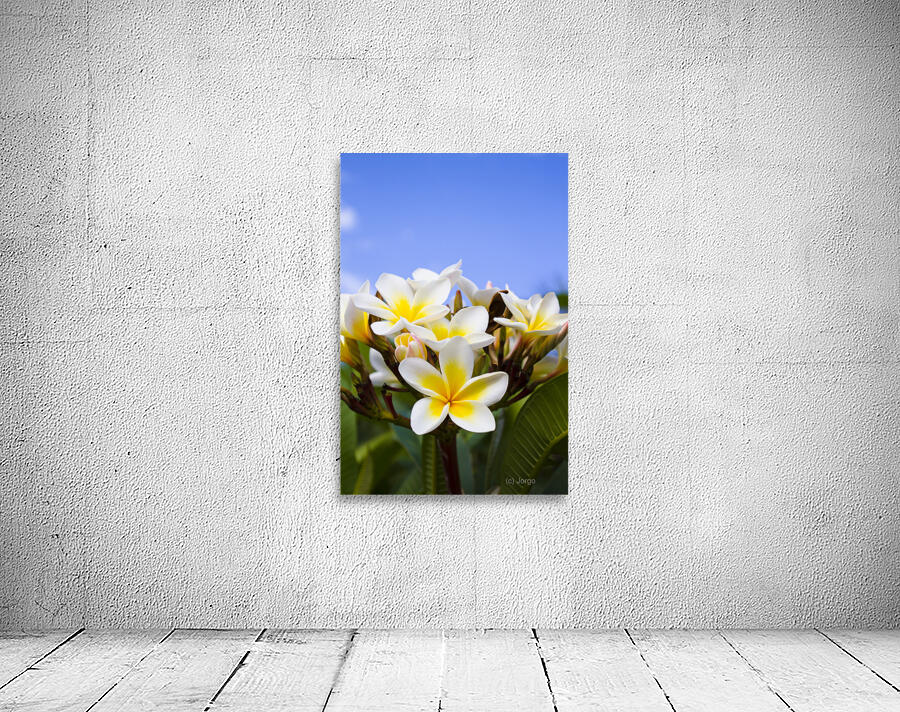 Beautiful white frangipani flowers Wall Preview