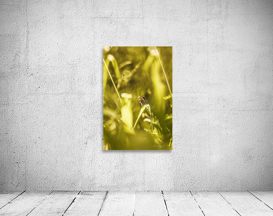 Jungle butterfly Wall Preview