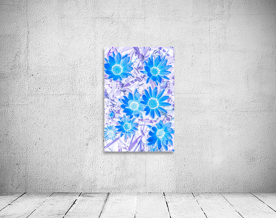 Gazania blue Wall Preview