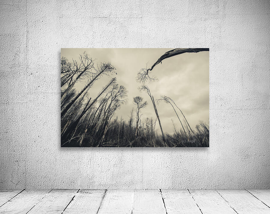 Haunting wood Wall Preview