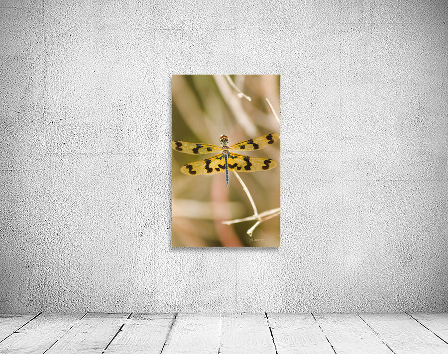 Wooded dragonfly Wall Preview