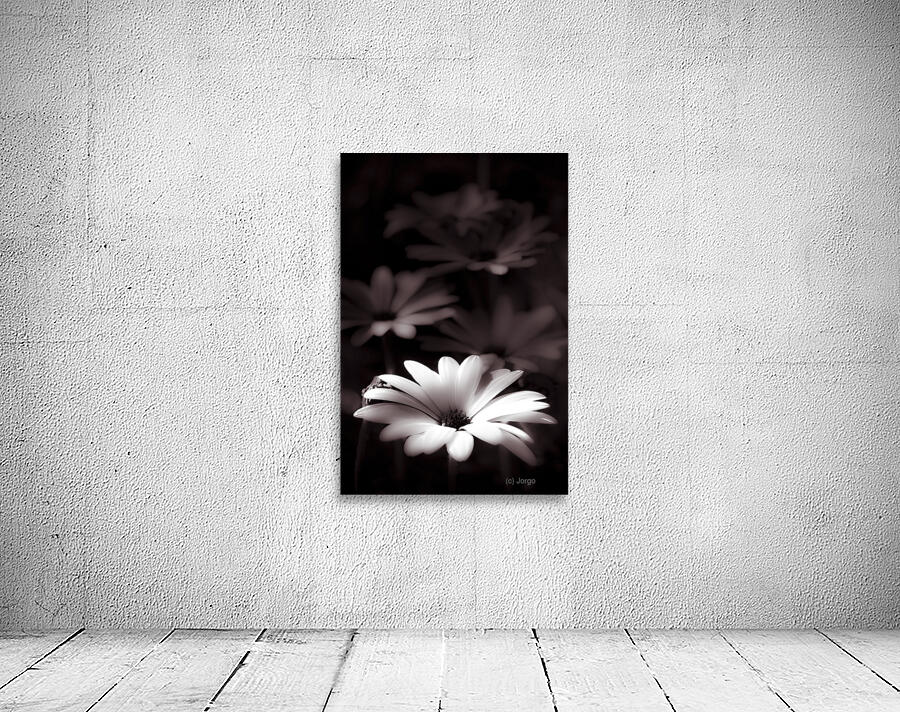 Field Of Daisies Wall Preview