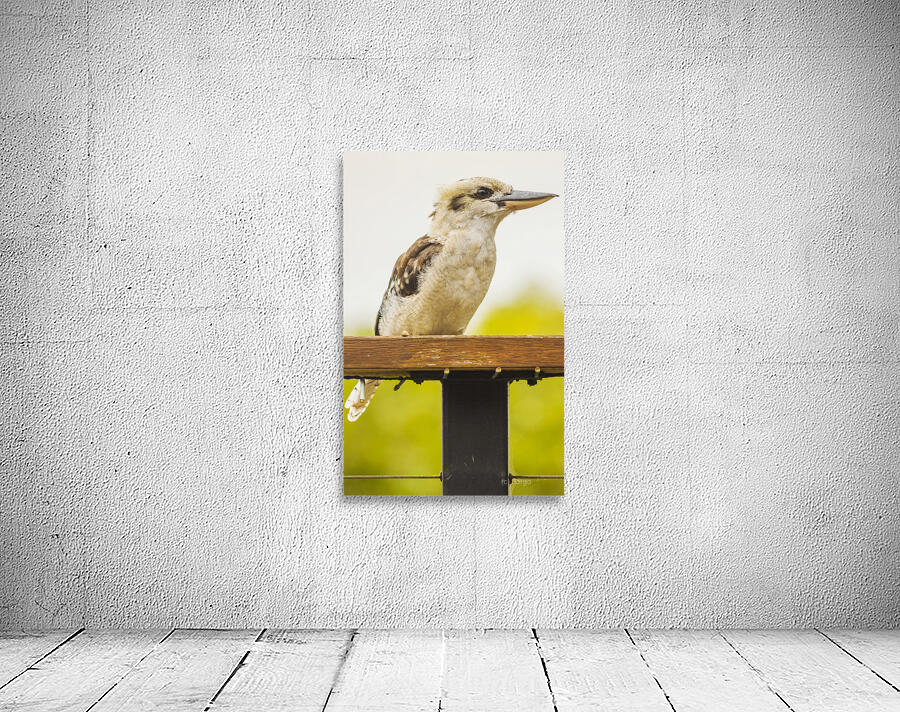 Australian Kookaburra Wall Preview