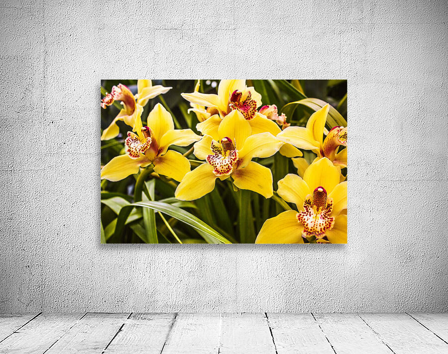 Exotic orchids  Wall Preview