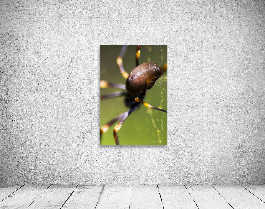 Golden Orb Spider Wall Preview