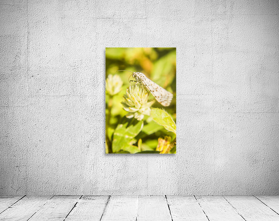 Mothballed Wall Preview