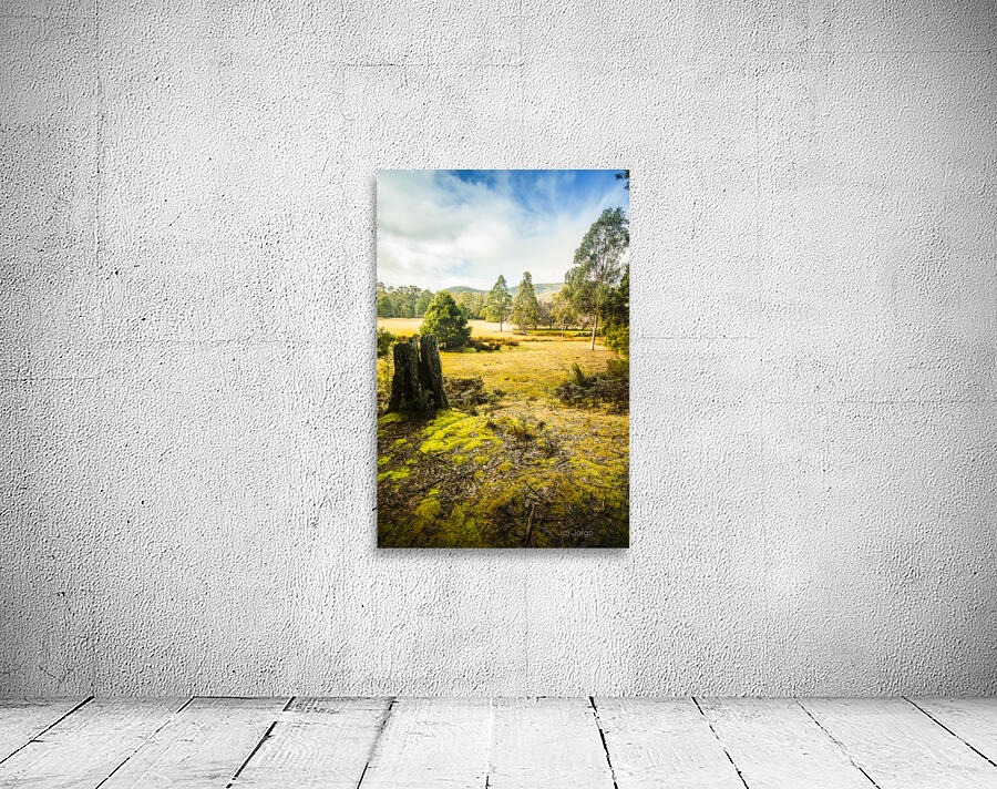 Bright and colourful forest Wall Preview