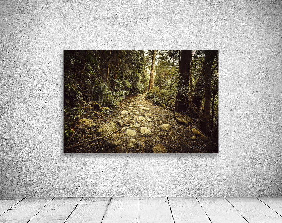 Tasmanian forest path Wall Preview