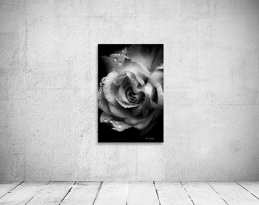 Rose n rain Wall Preview