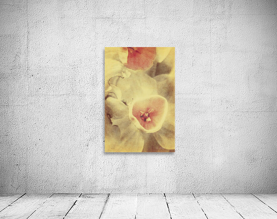 Weathered and faded daffodils Wall Preview