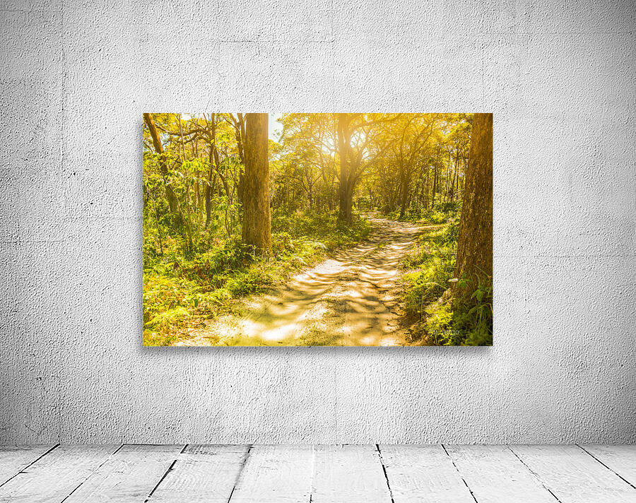 Lostwoods Wall Preview