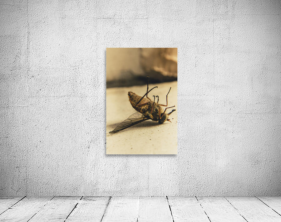 No escape Wall Preview