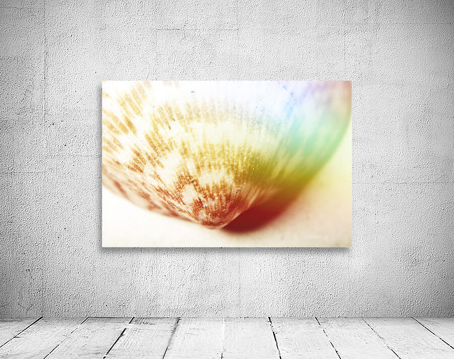 Colorful light flare over seashell Wall Preview