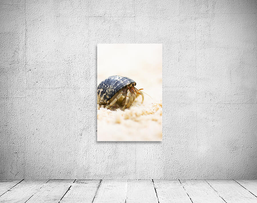 Harry Hermit Crab Wall Preview