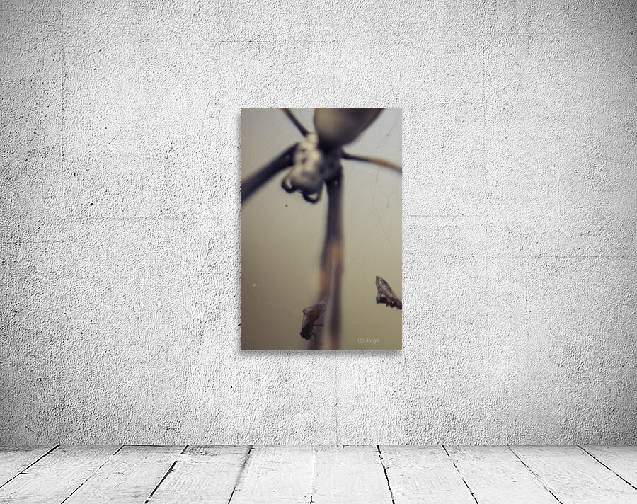 Caught in a web of entrapment Wall Preview