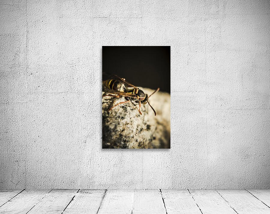 Wasp hunt Wall Preview