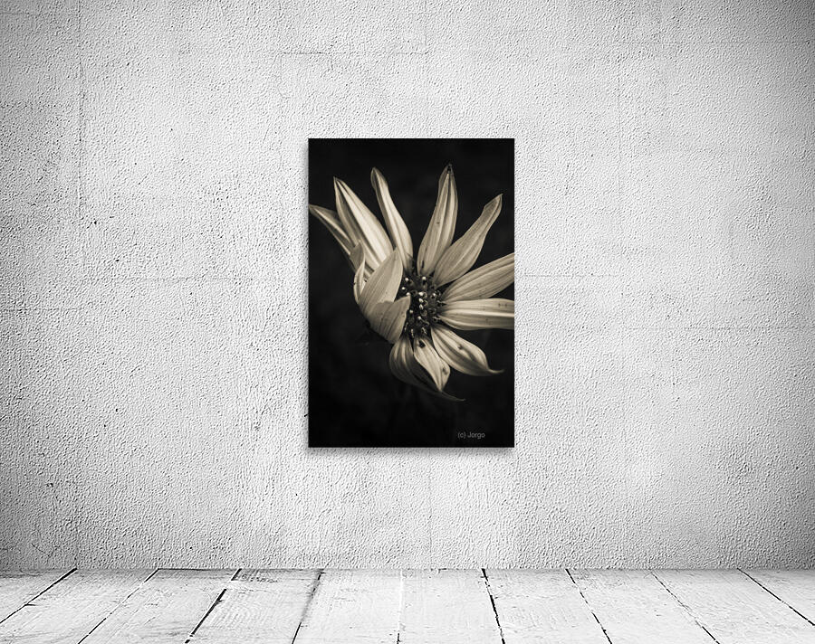 Petal winds Wall Preview