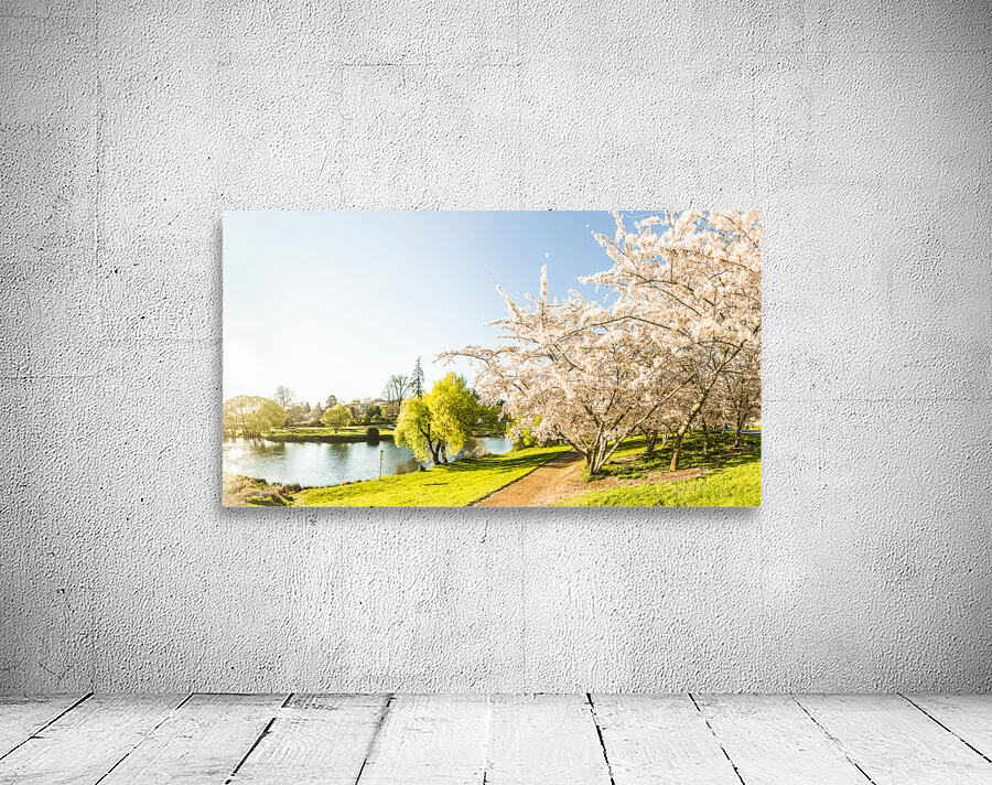 Deloraine cherry tree panorama Wall Preview