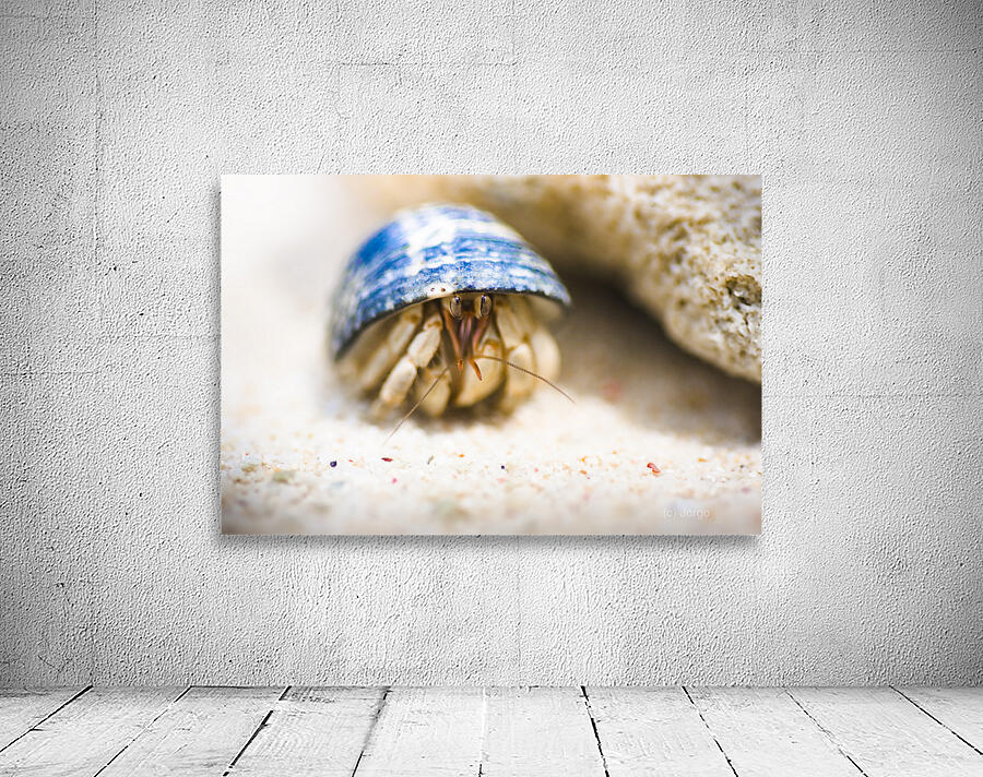 Hiding Hermit Crab Wall Preview