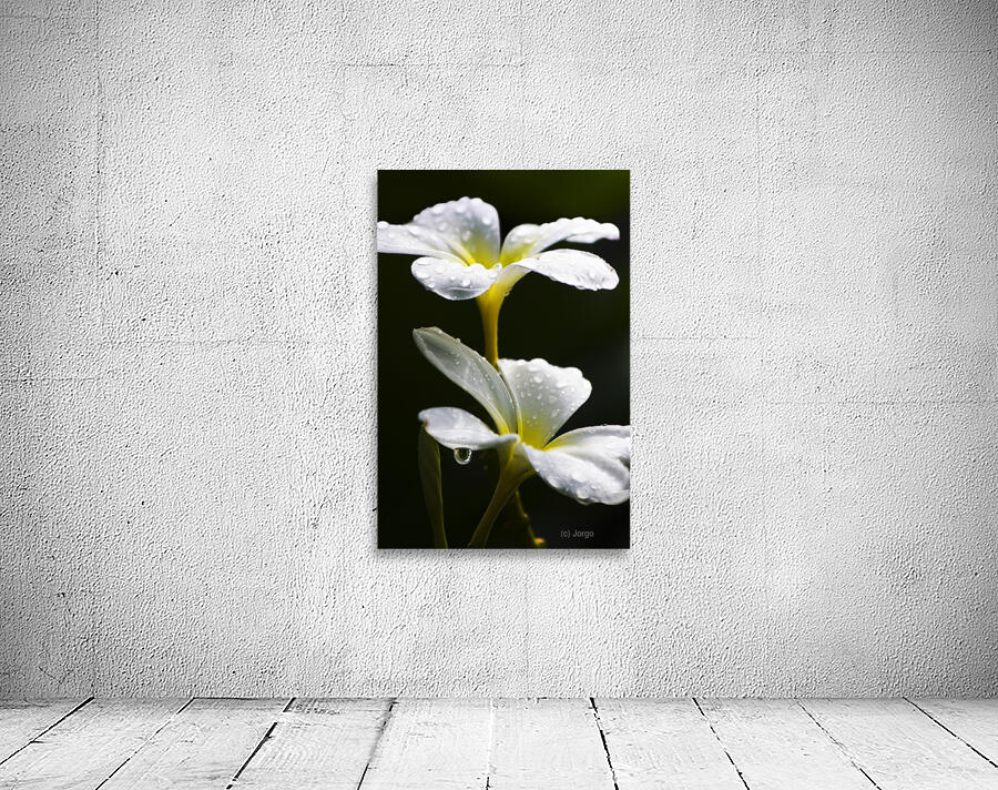 Water Droplet On Frangipani Flower Wall Preview