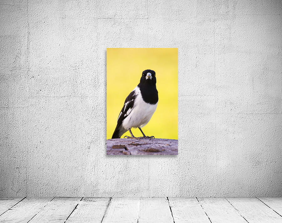 Mr. Magpie Wall Preview