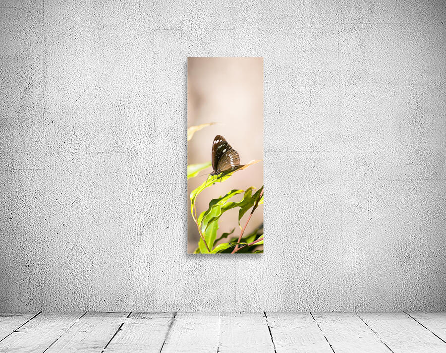 Tropical Butterfly Wall Preview