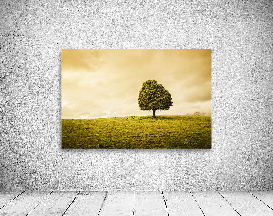 Single green tree in meadows of old Wall Preview