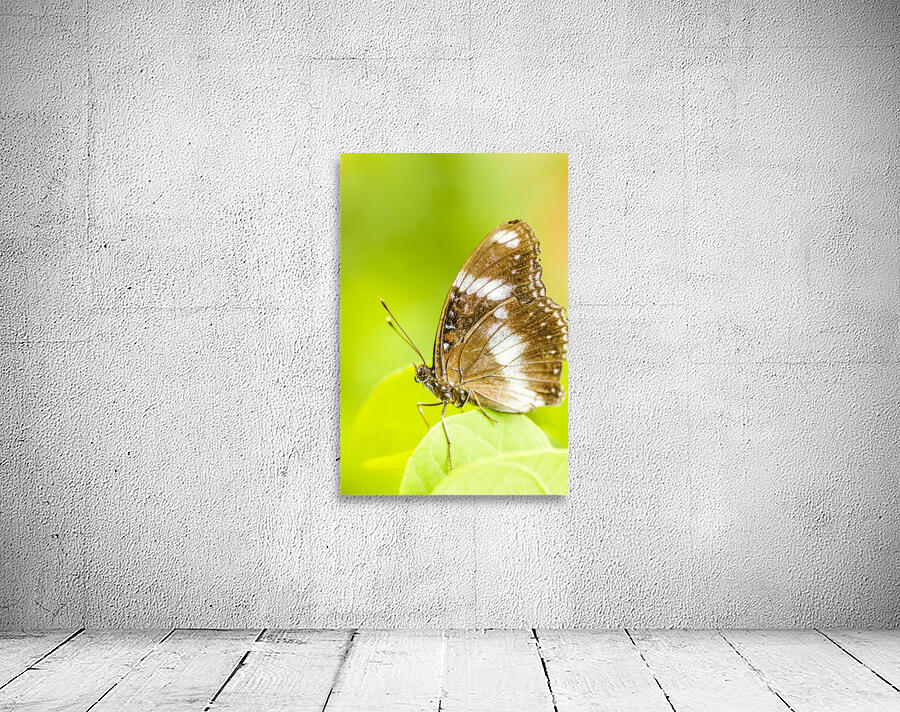 Tropical exotics Wall Preview