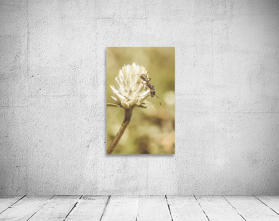 Ant ique  Wall Preview