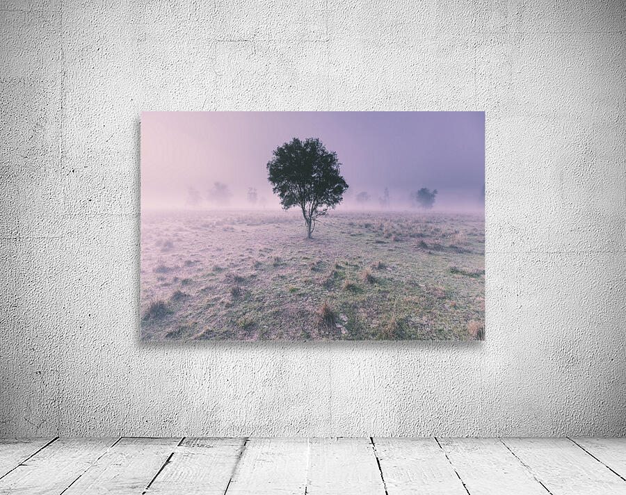 New South Wales foggy meadow Wall Preview