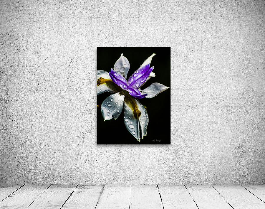 Tropical Iris Wall Preview