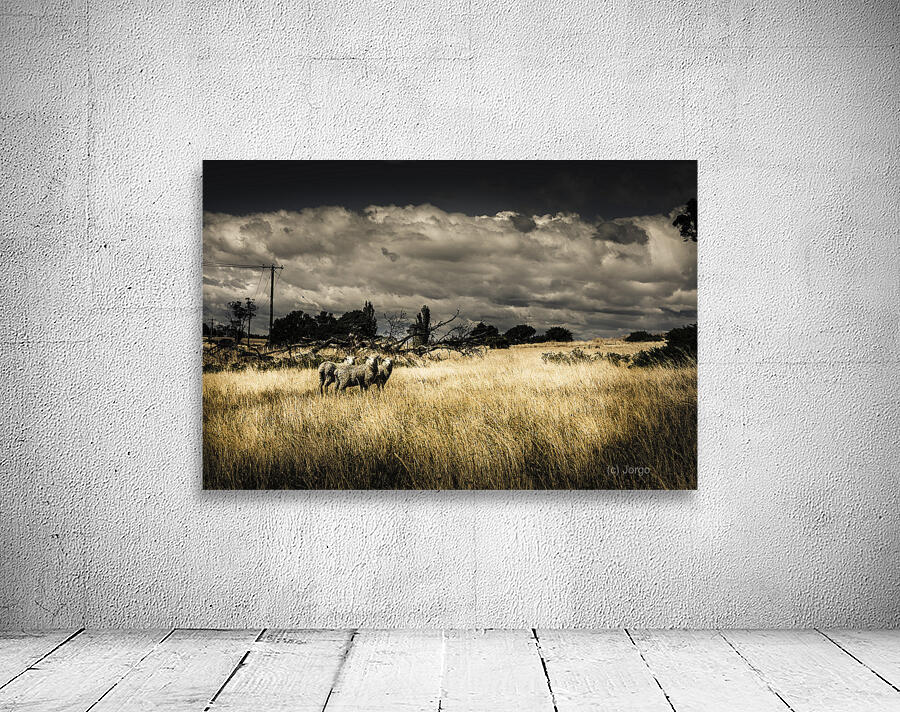 Tasmania landscape of an outback cattle station Wall Preview