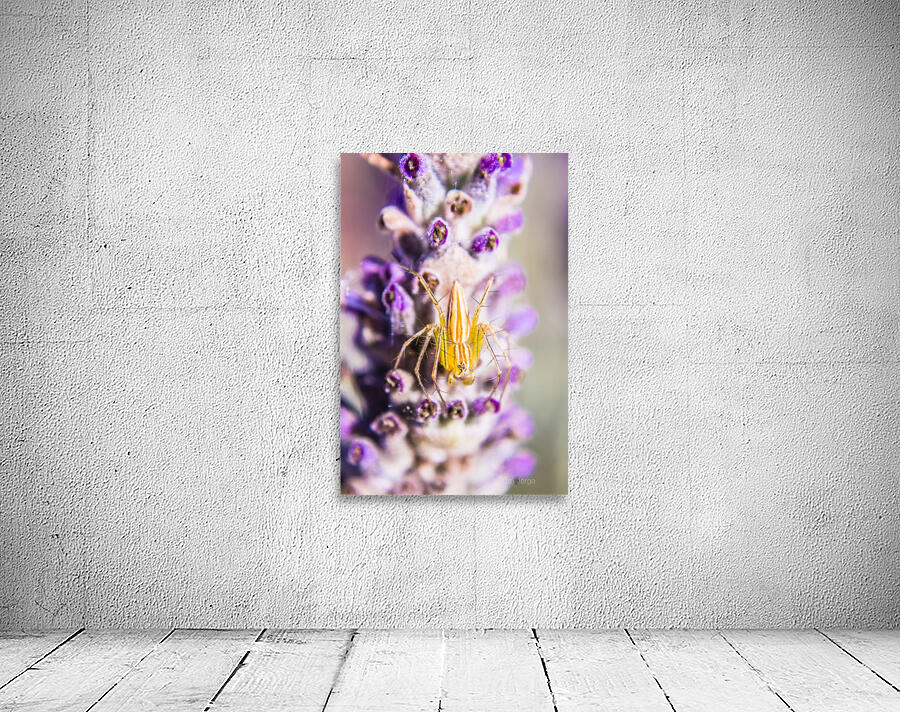 Jumping Spider Wall Preview