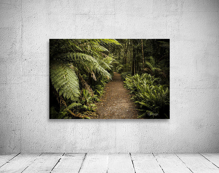 Lush green Tasmanian forest trail in Strahan Wall Preview