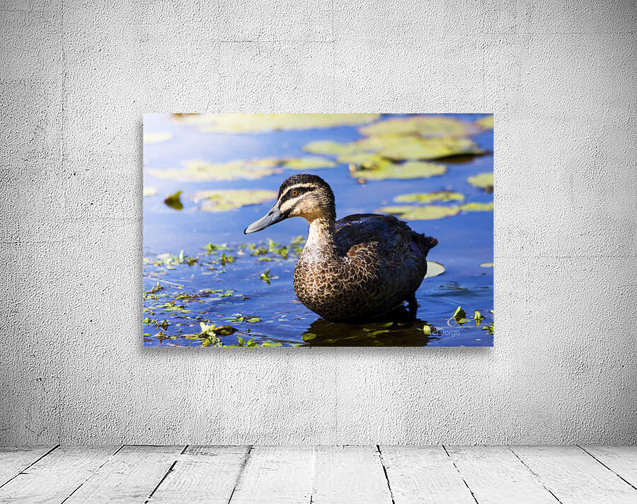 Pond Duck Wall Preview