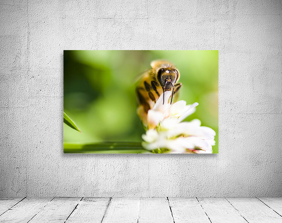 Honey Bee On Clover Flower Wall Preview