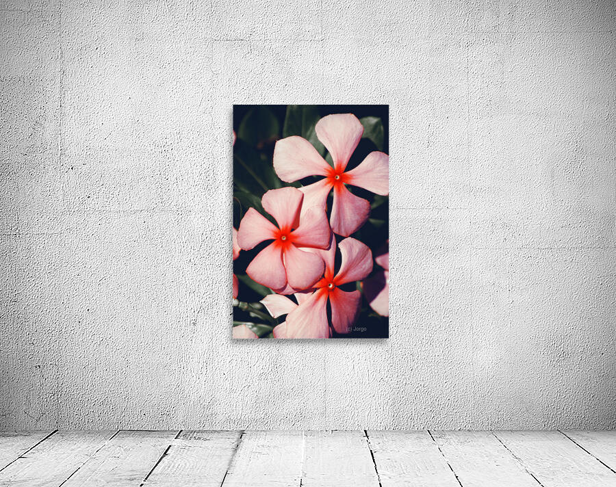 Flowering Pink Periwinkle Wall Preview