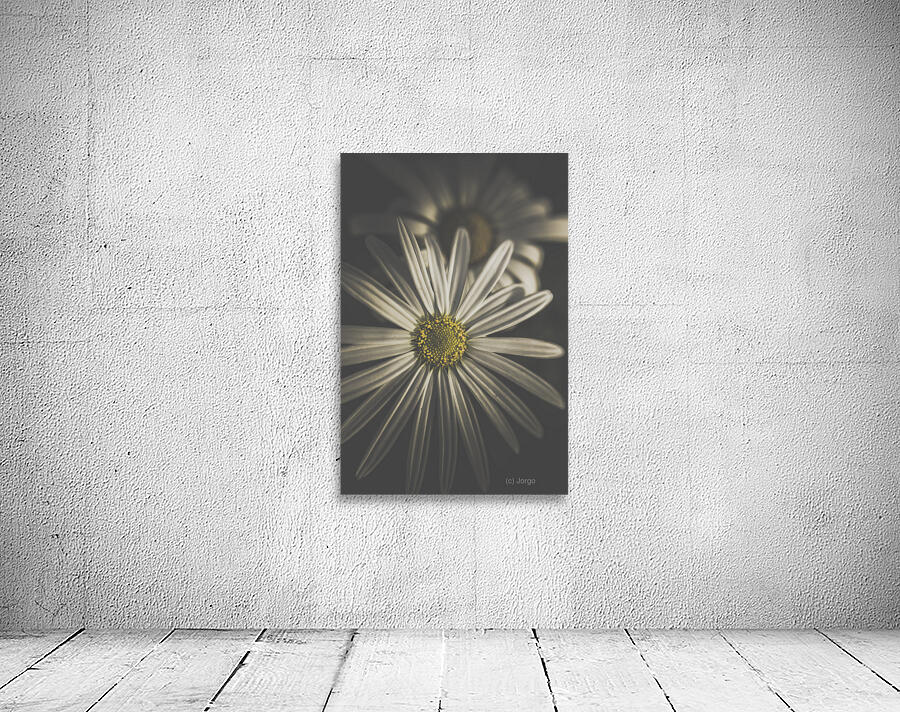 May Daisy Wall Preview