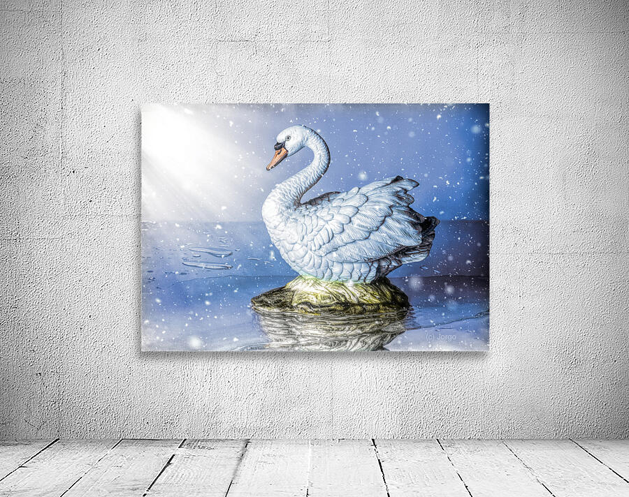 Snowy river swan Wall Preview