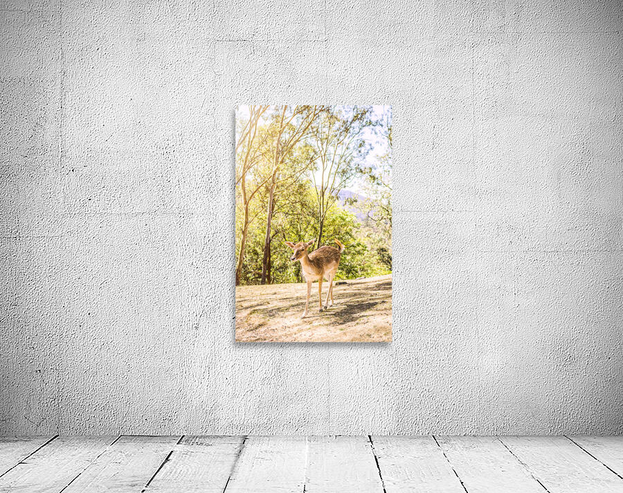Deer Exploring A Sunlit Forest Field Wall Preview