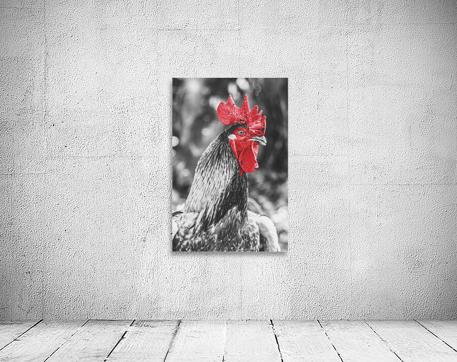 Rooster Red  Wall Preview