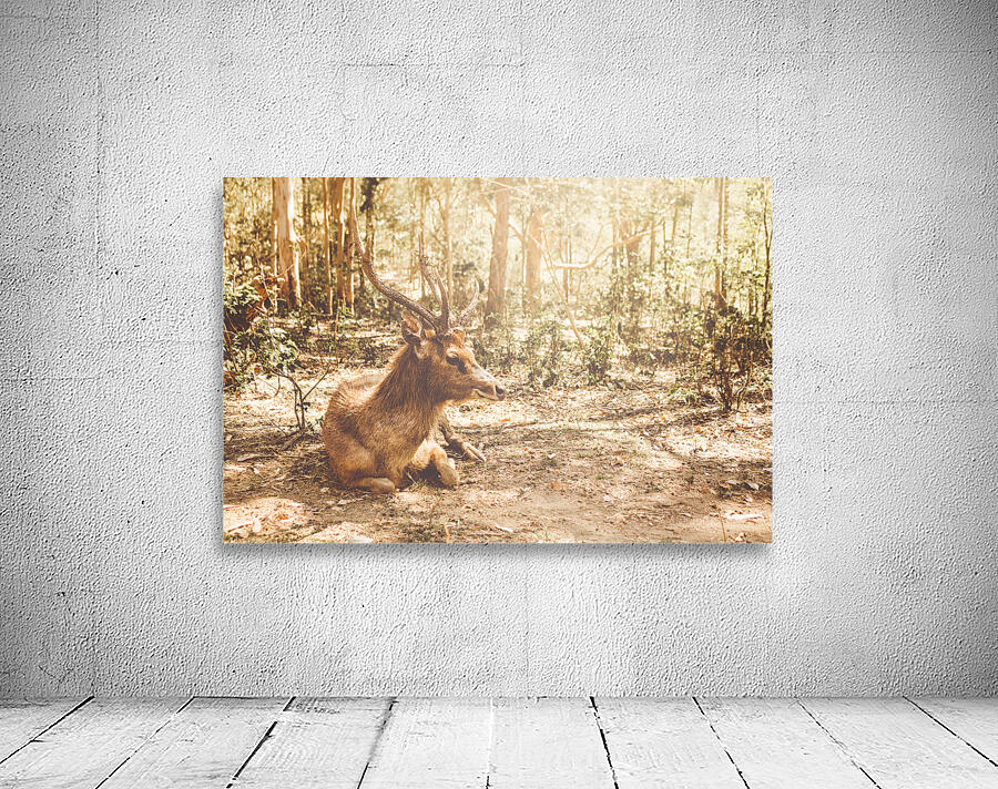 Forest Deer Wall Preview